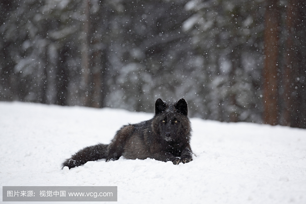 野狼,暴雪,来自Pipestone狼家族,在班夫国家公