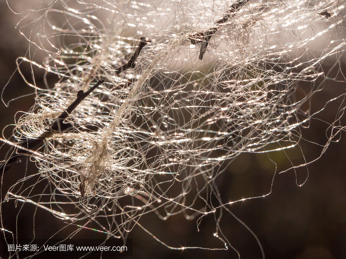蜘蛛网,蜘蛛吐丝,蛛网,蜘蛛丝