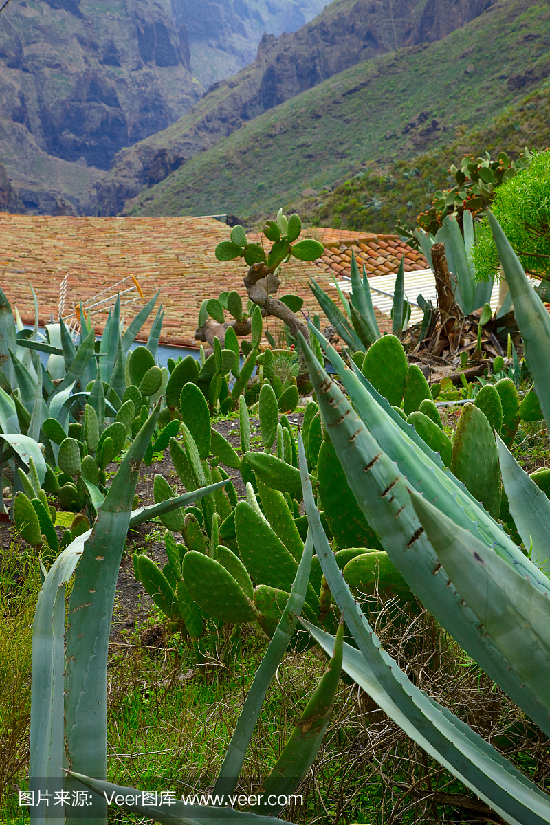 火山特内里费岛植物群