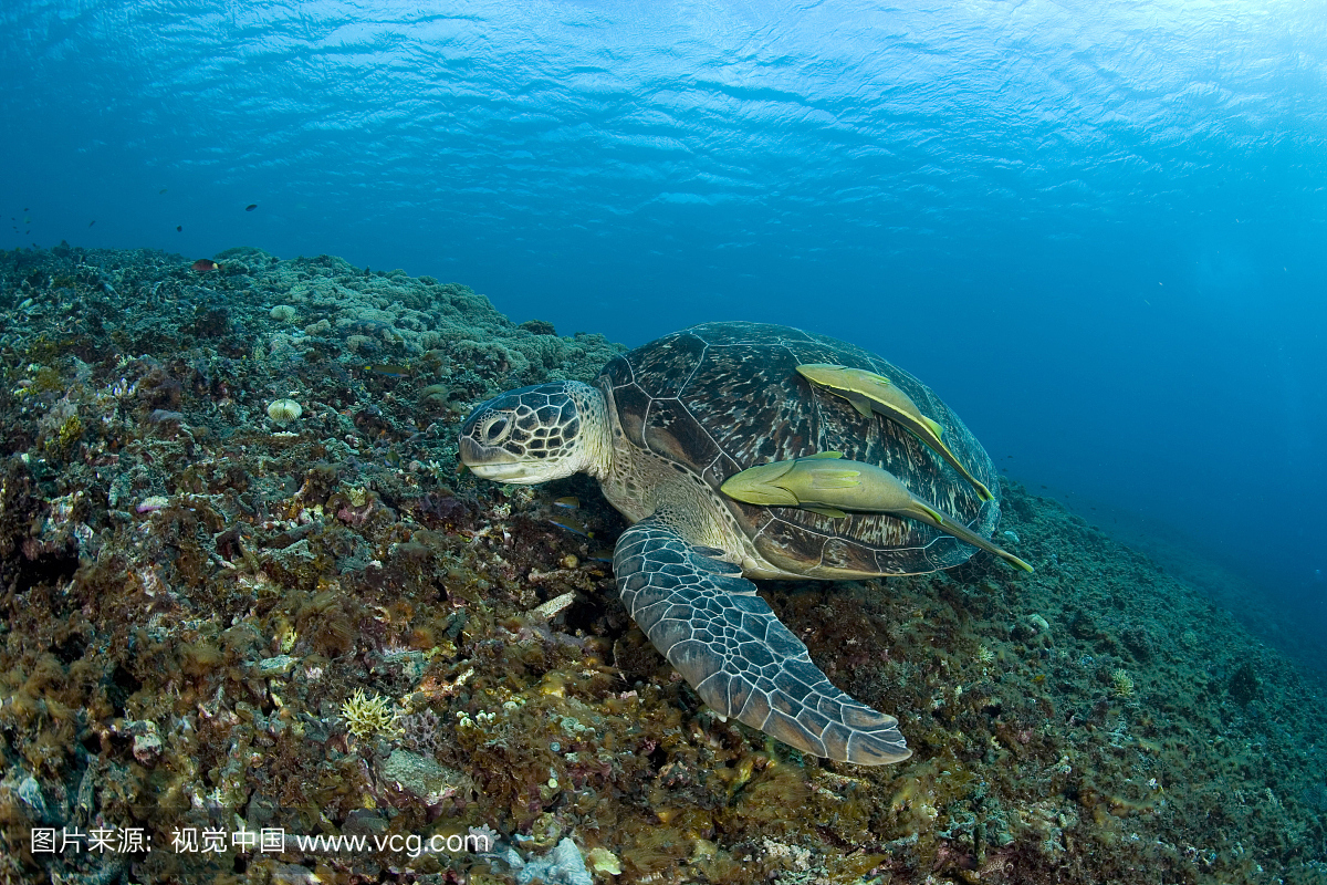 绿海龟,Chelonia mydas,龙目岛,印度洋,印度尼西