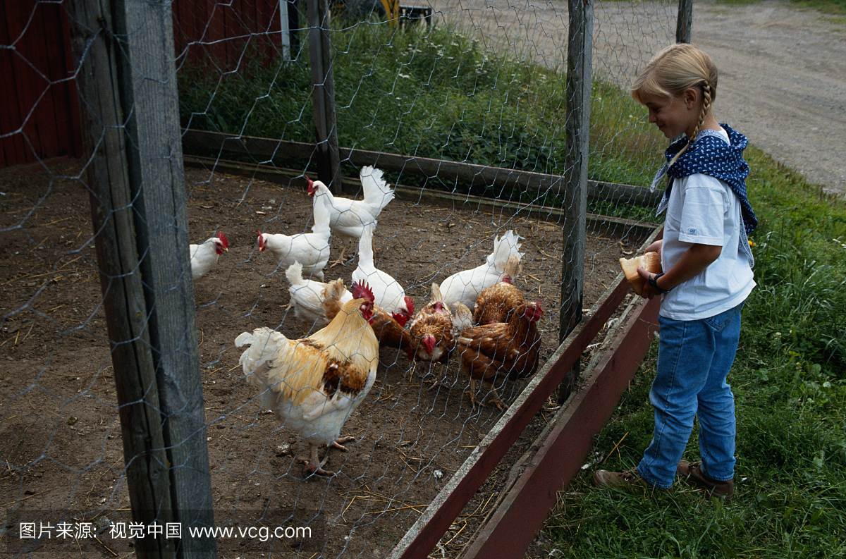 篱笆喂养小鸡的女孩
