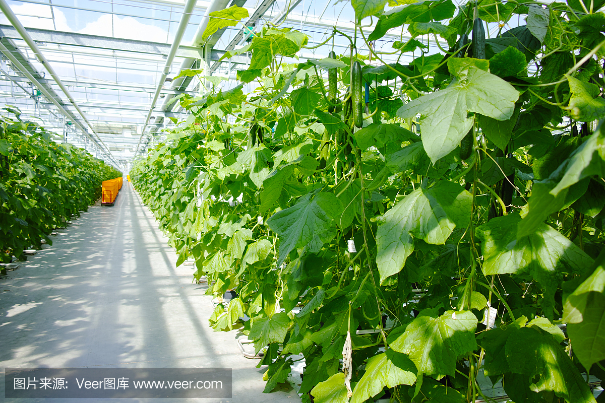 美味的有机绿色黄瓜在大荷兰温室生长,每天收