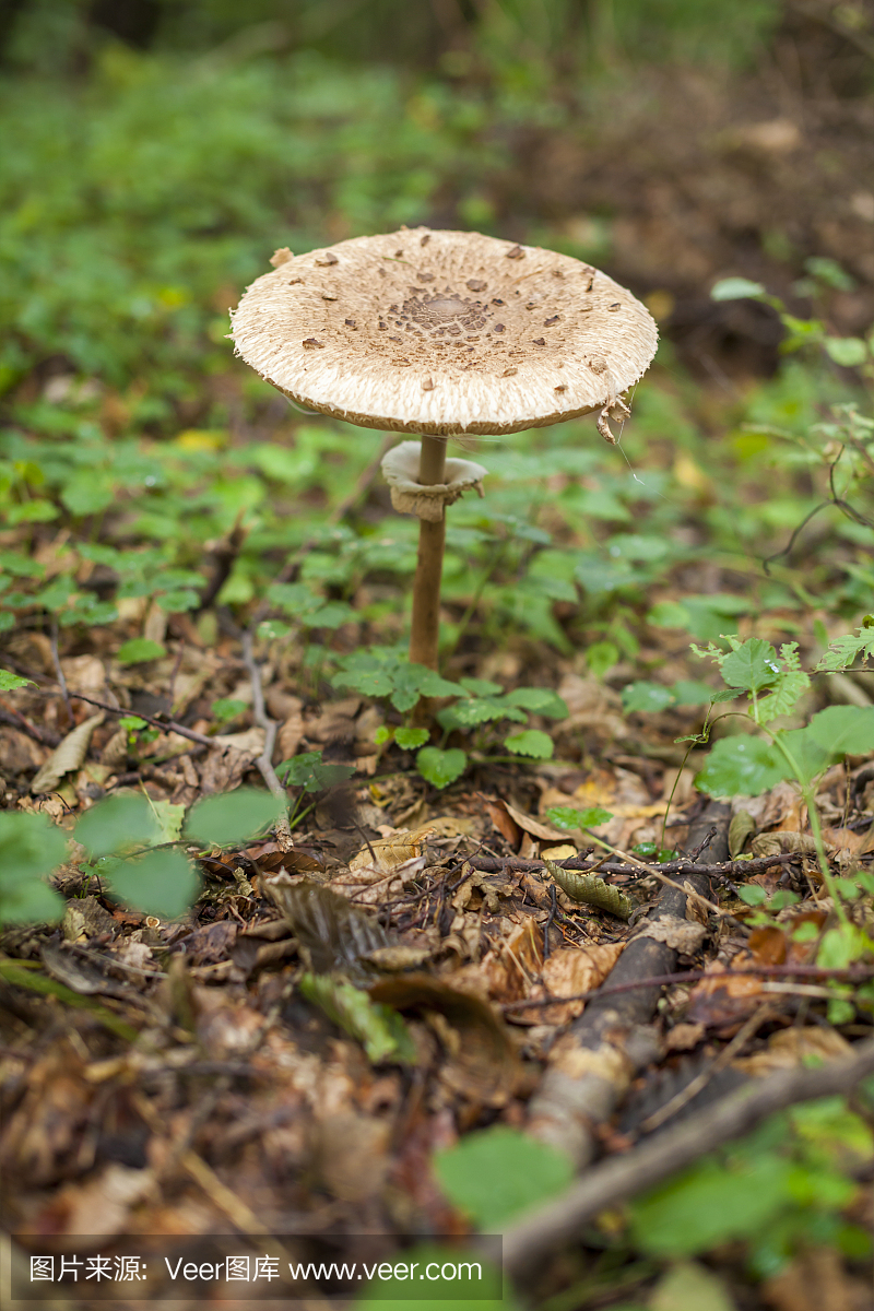 自然,垂直画幅,鬼笔鹅膏,绿色