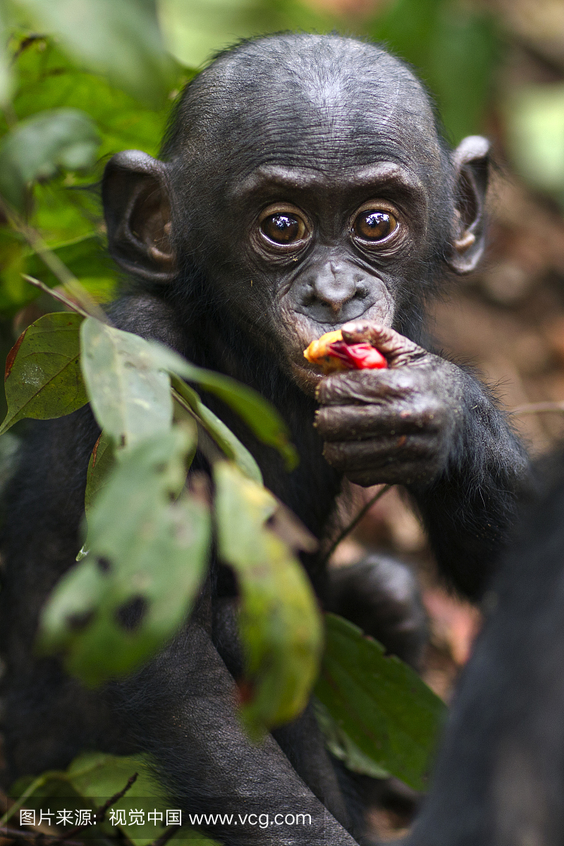 Bonobo男性宝宝10个月喂养(Pan paniscus),Lo