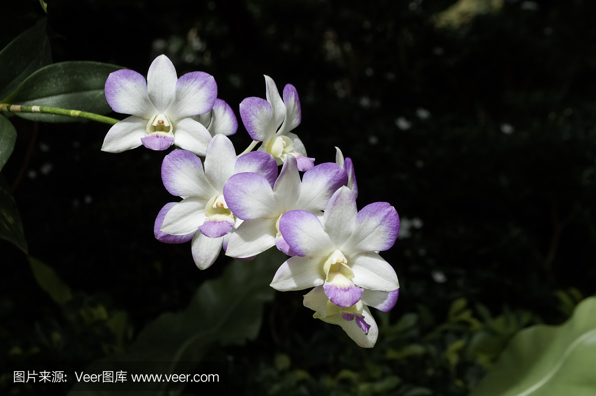 石斛,金钗石斛,吊兰花,中午