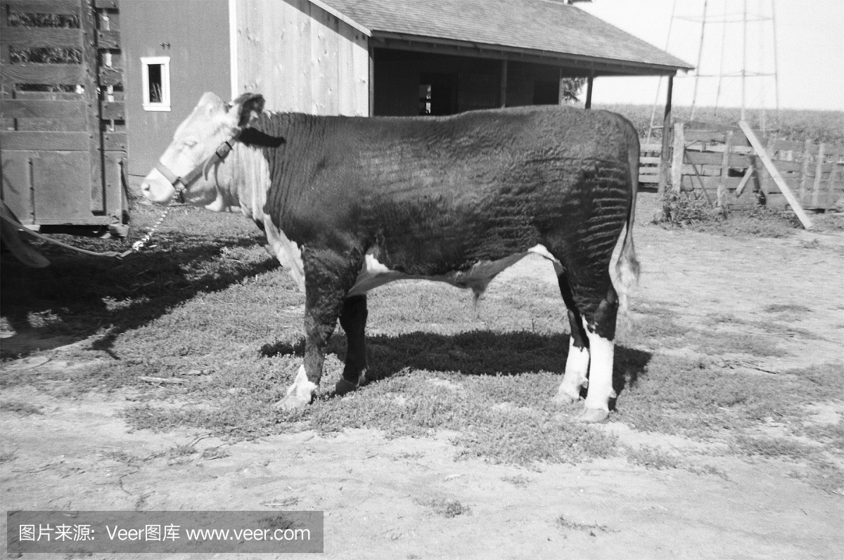 一只牛的黑白照片准备在1944年举行公平竞赛
