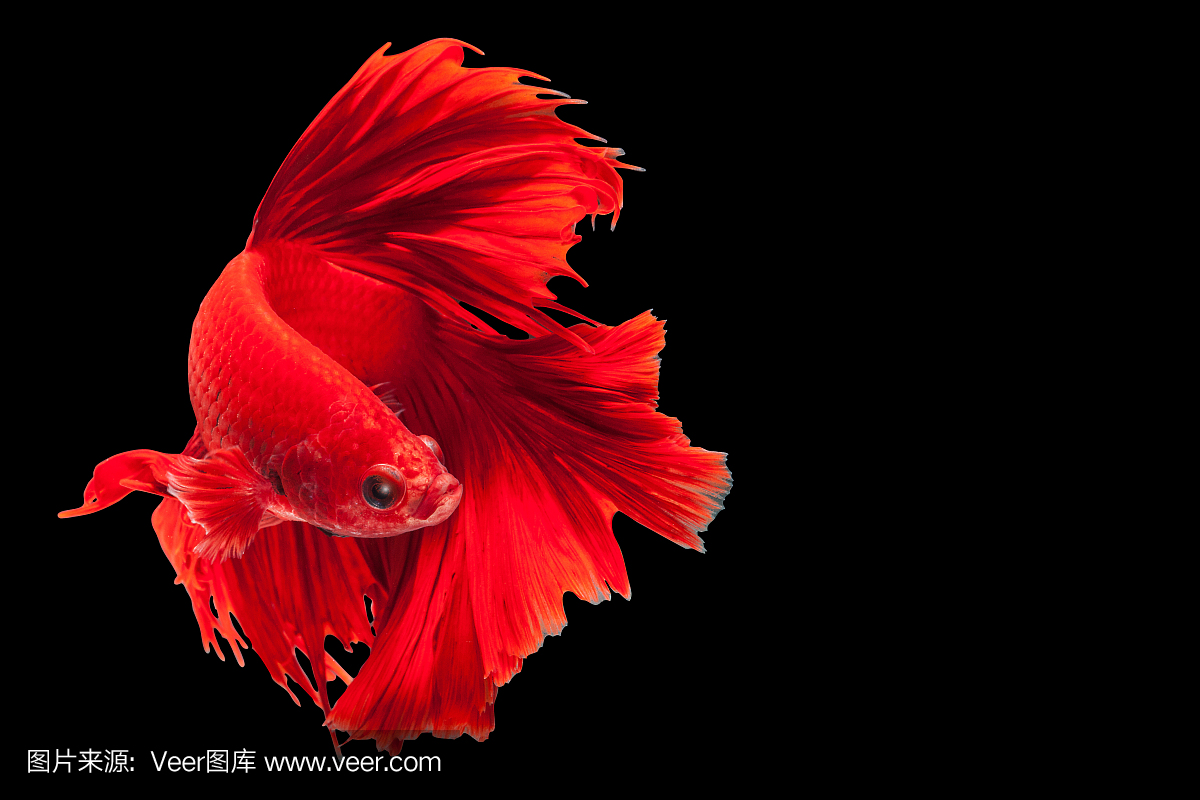 红色的半月尾巴,暹罗斗鱼,斗鱼,斗鱼sple,在黑色