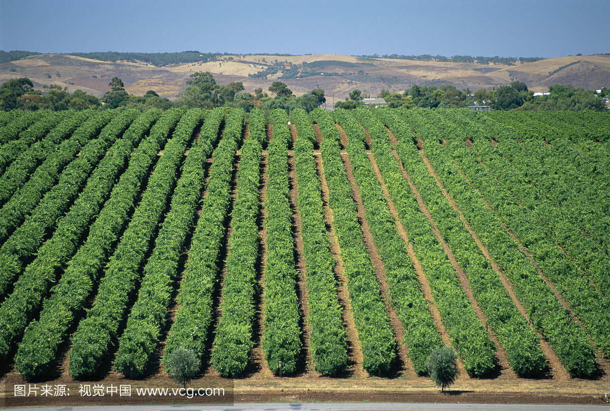 葡萄酒行，麦克拉伦谷 - 麦克斯韦葡萄酒，澳大利亚