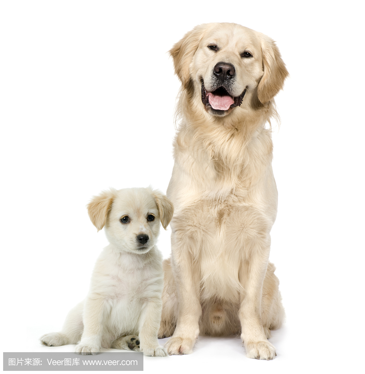 金毛寻回犬,金色猎犬,金毛巡回犬,金毛猎犬