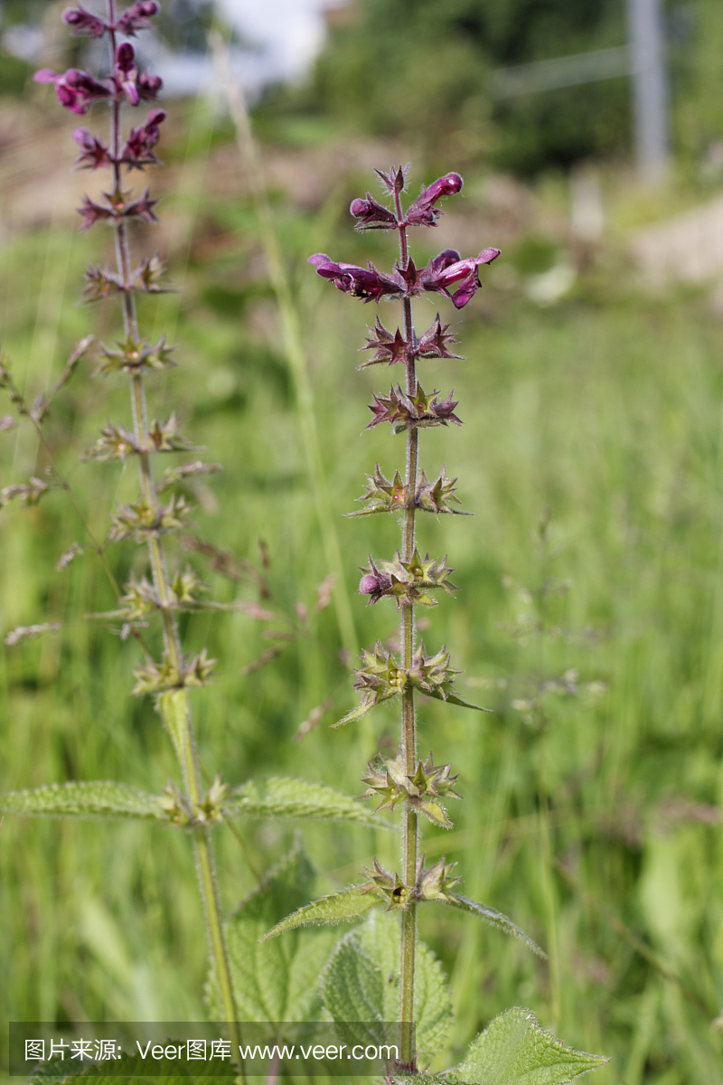 对冲诱饵Stachys sylvatica来源的杀手兔