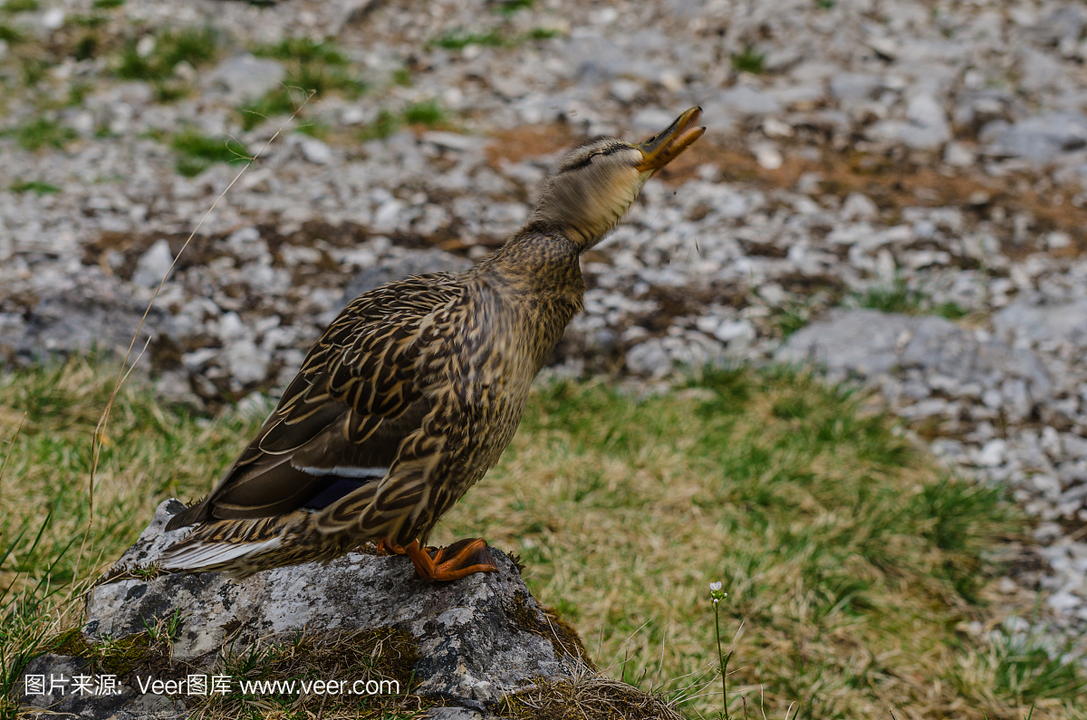 嗄嗄声,鸦叫,蛙叫,小鸭子