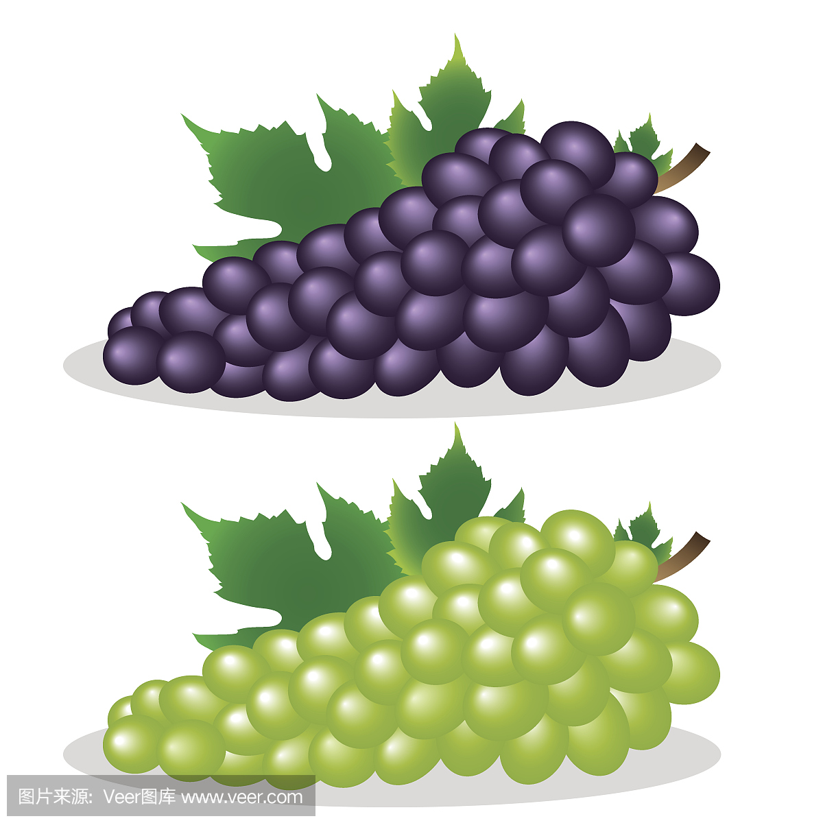 Grapes, vector illustration.