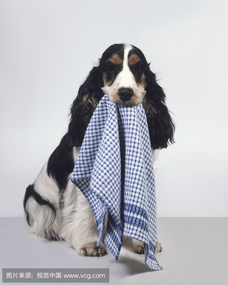 黑色,白色和棕褐色英文可卡犬坐在茶巾在嘴里