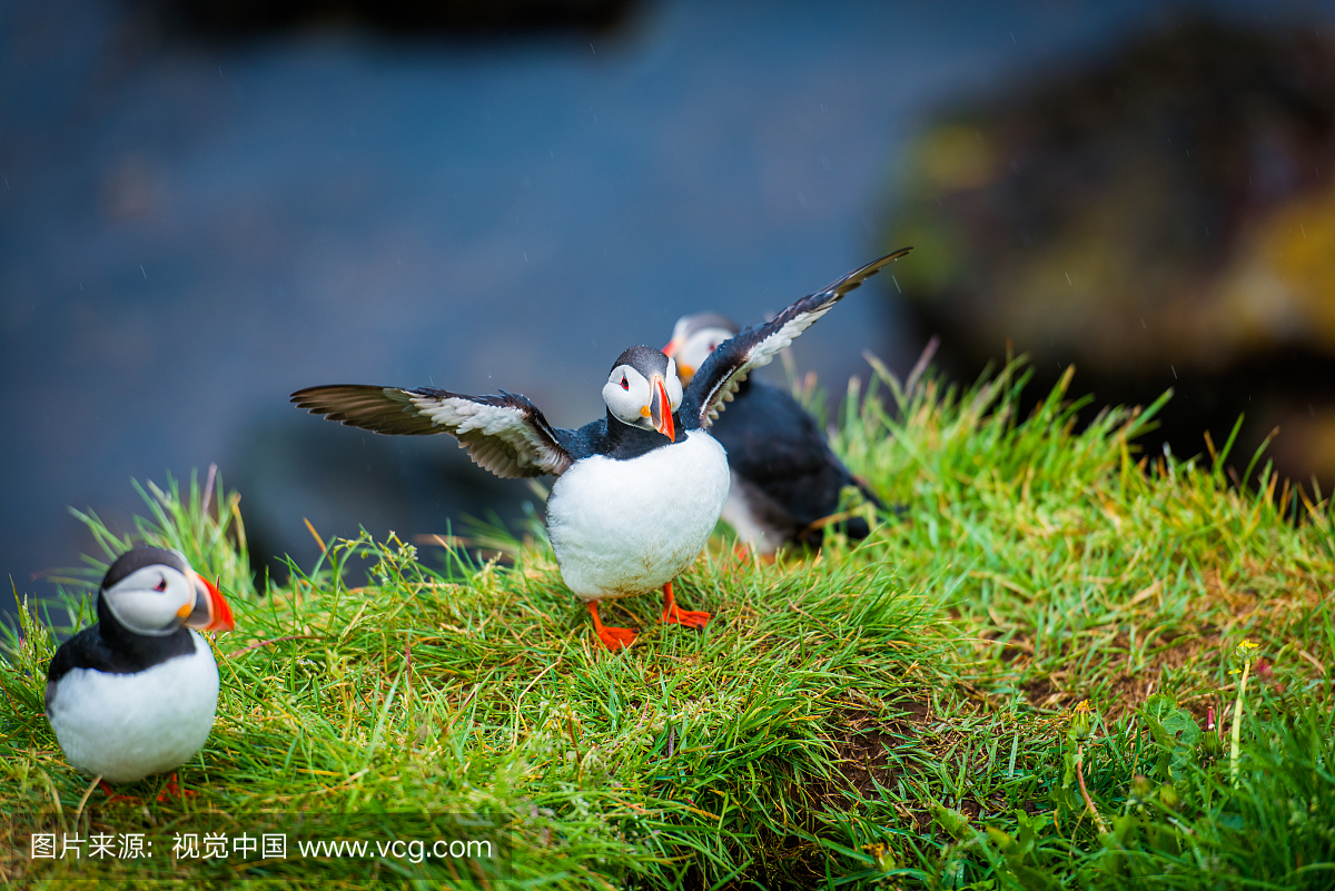 冰岛,冰岛共和国,野生动物,鸟类