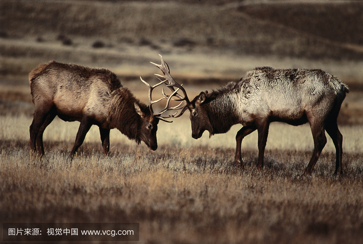 争吵的公牛麋鹿(鹿鹿elaphus),黄石国家公园,怀