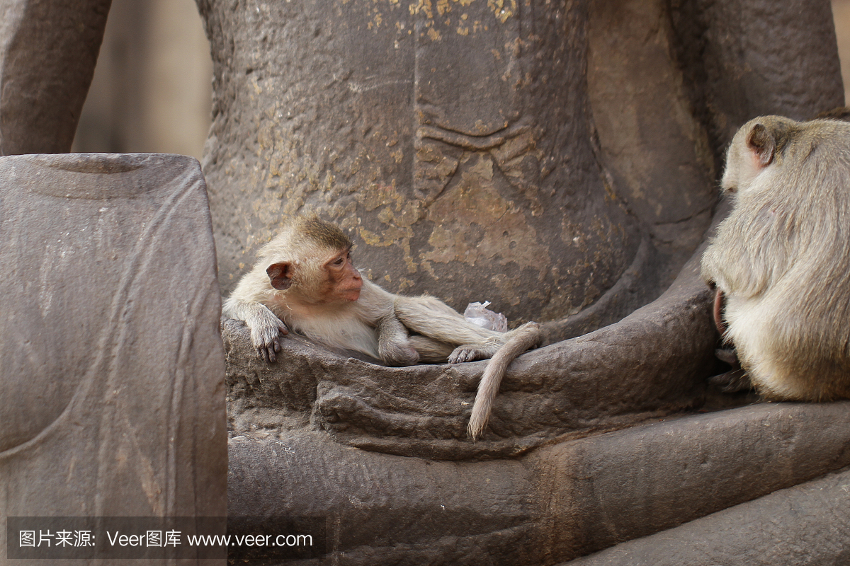 Children Monkey sitting sleeping on ancient Bu