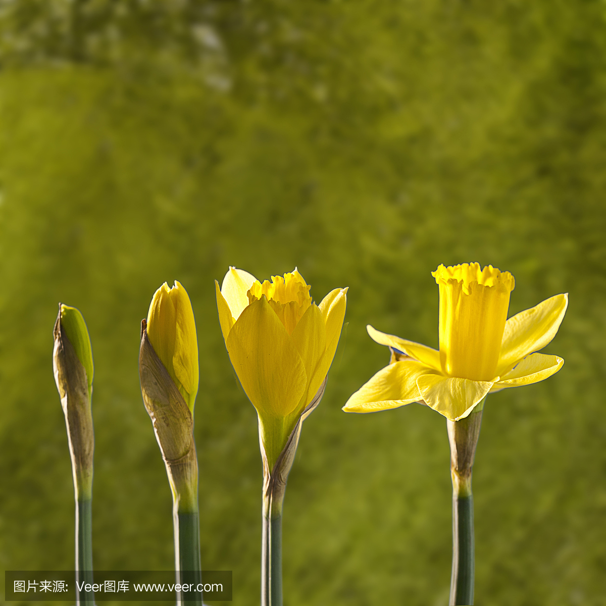 番红花属,番红花植物,花,无人