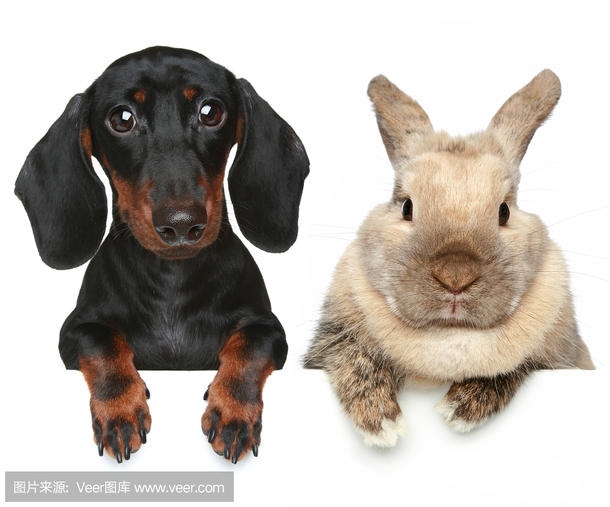 兔和狗。特写肖像