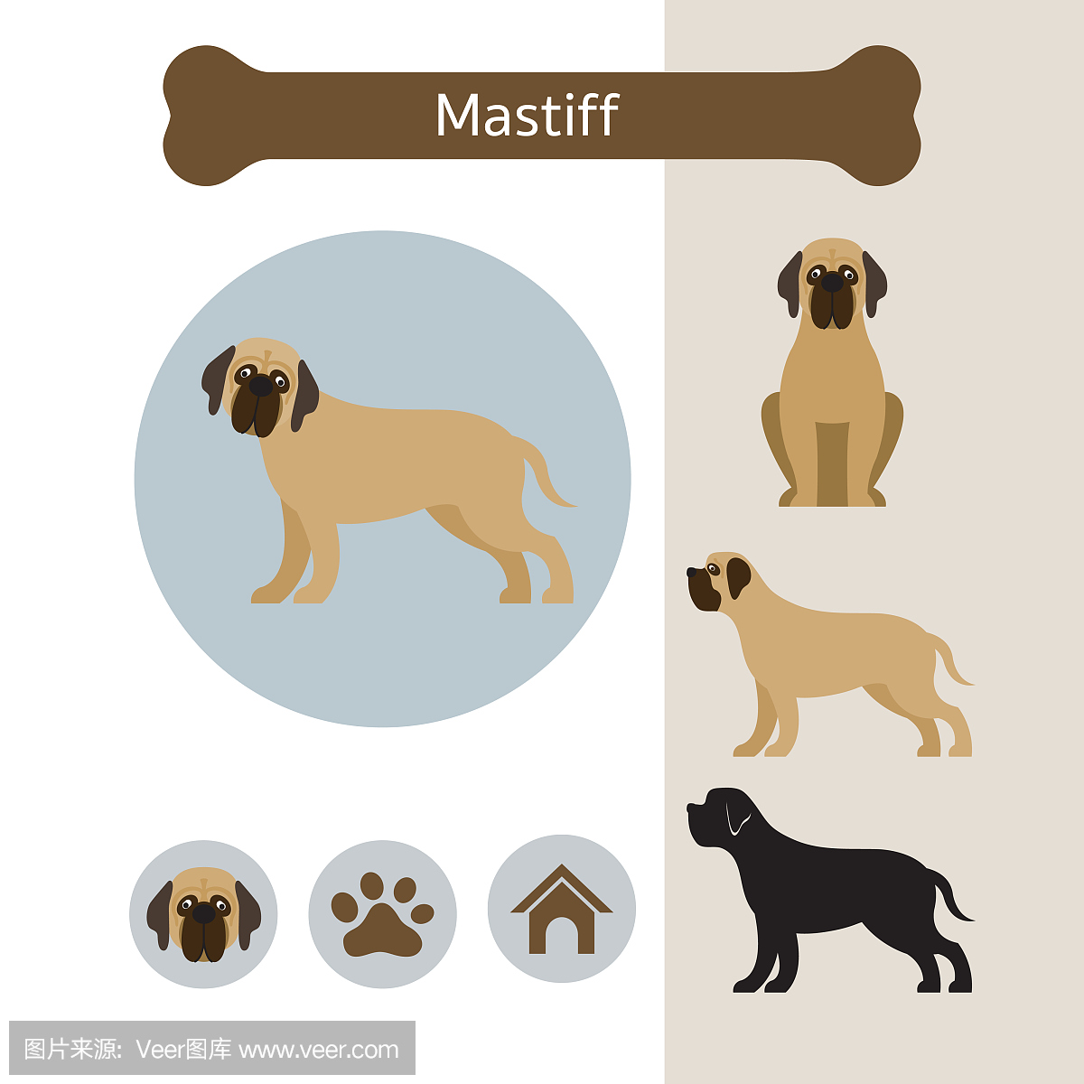 藏獒狗品种信息图表