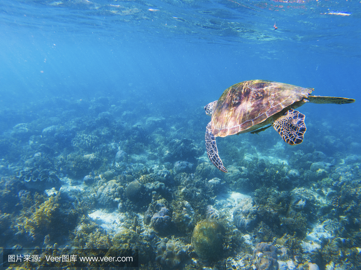 海龟在蓝色的水中游泳。珊瑚礁动物水下照片