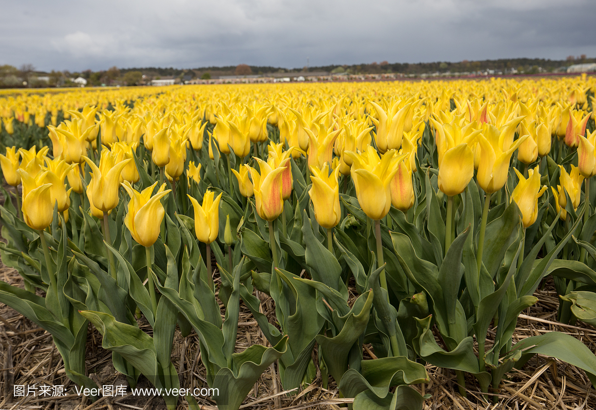 郁金香领域在荷兰南荷兰省Bollenstreek