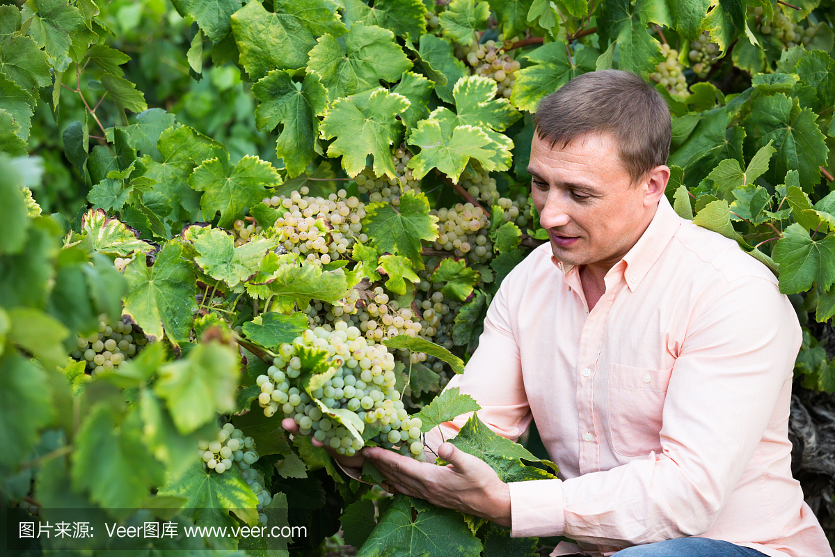 卡百内葡萄,用来酿造卡百内葡萄酒的葡萄,俄罗