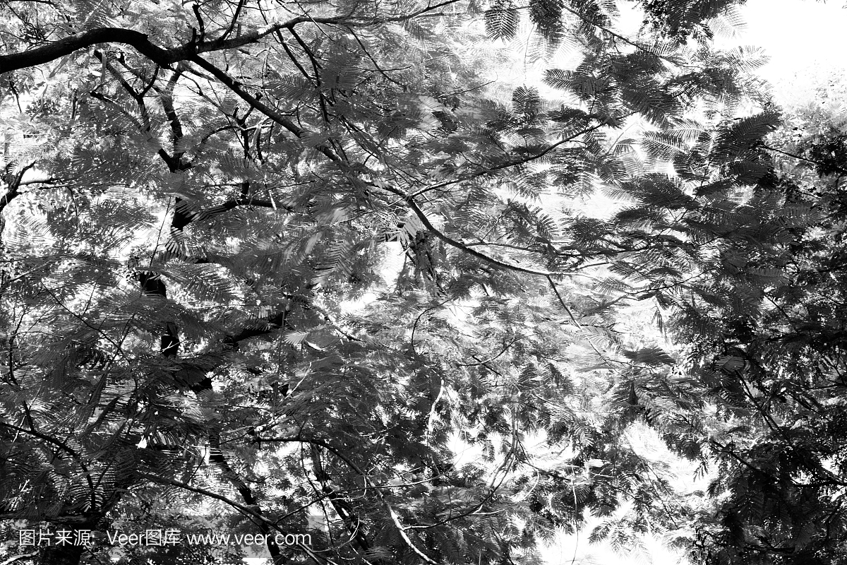 森林树。自然黑白木背景
