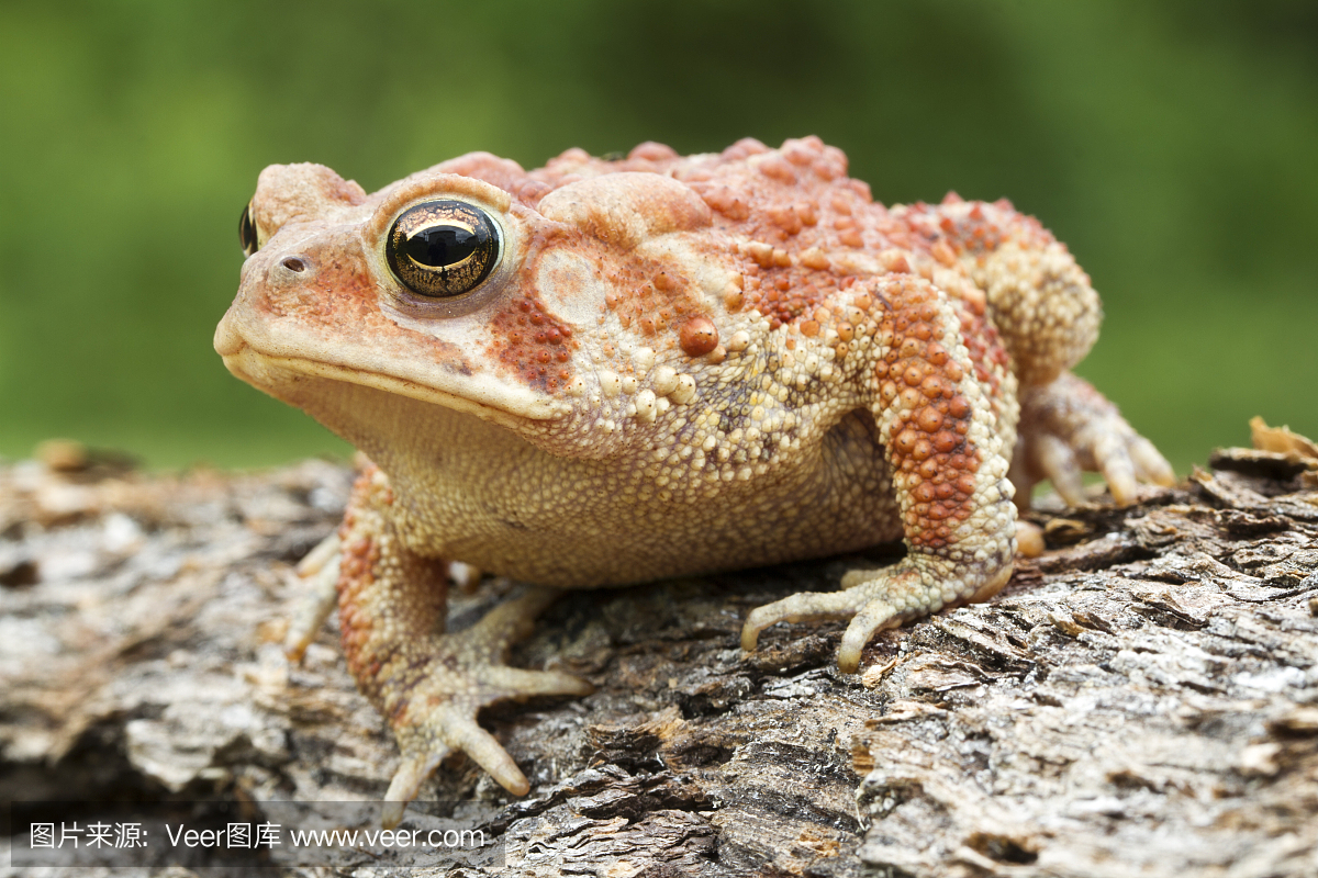 美洲蟾蜍,美洲疥蛤蟆,美洲癞蛤蟆,美洲蛤蟆