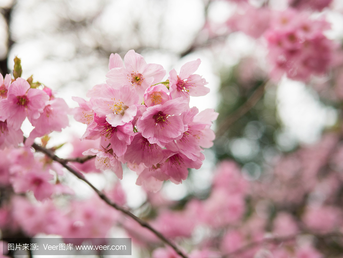 樱花花盛开在三月中旬,东京,日本