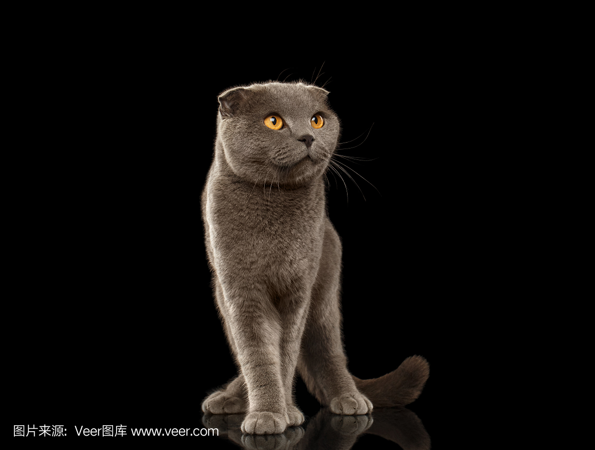 英国折叠猫有趣的立场在黑色镜子