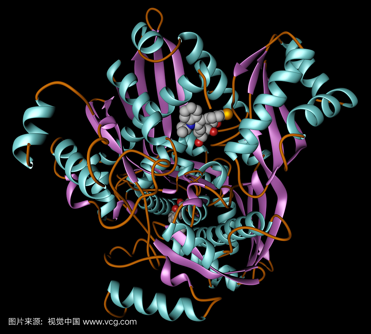 在这里显示为丝带模型的酶HMG-CoA(3-羟基-