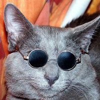 戴眼镜的动物搞笑头像图片,小狗狗,小猫,小羊,小-16kb