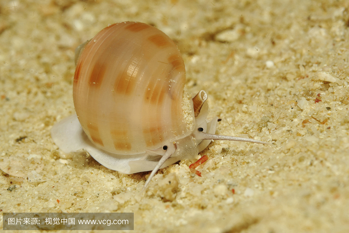 蜗牛在沙底,Polinices sp。,Triton Bay,西巴布亚