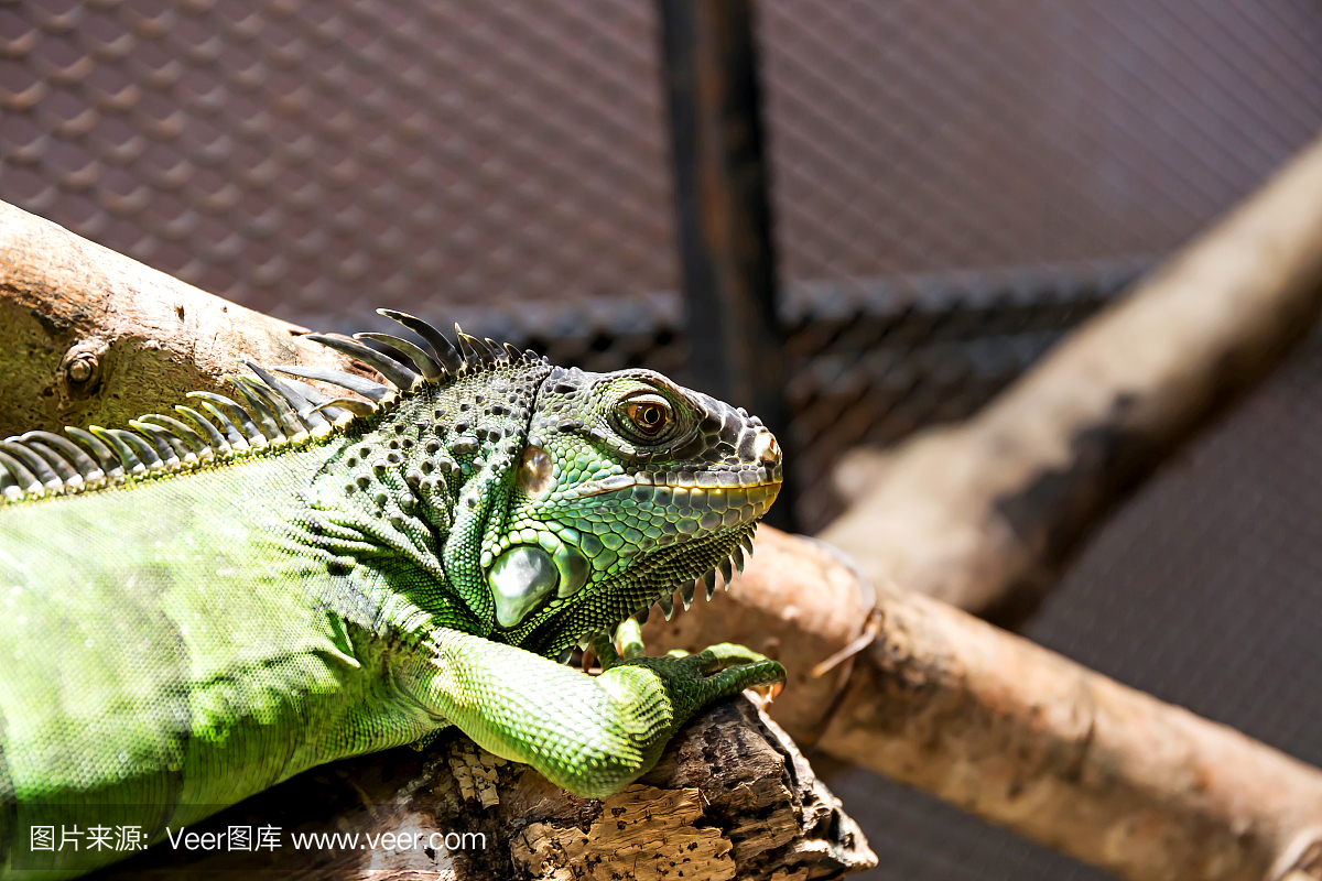 lguana