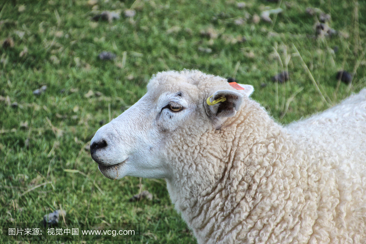 罗姆尼羊在配置文件中