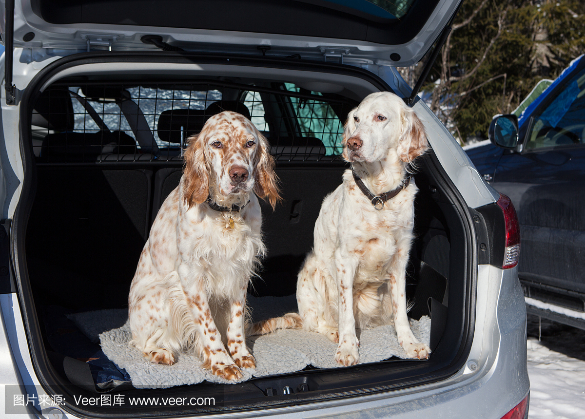 准备好出发 !两只狗在一辆汽车英语塞特斯