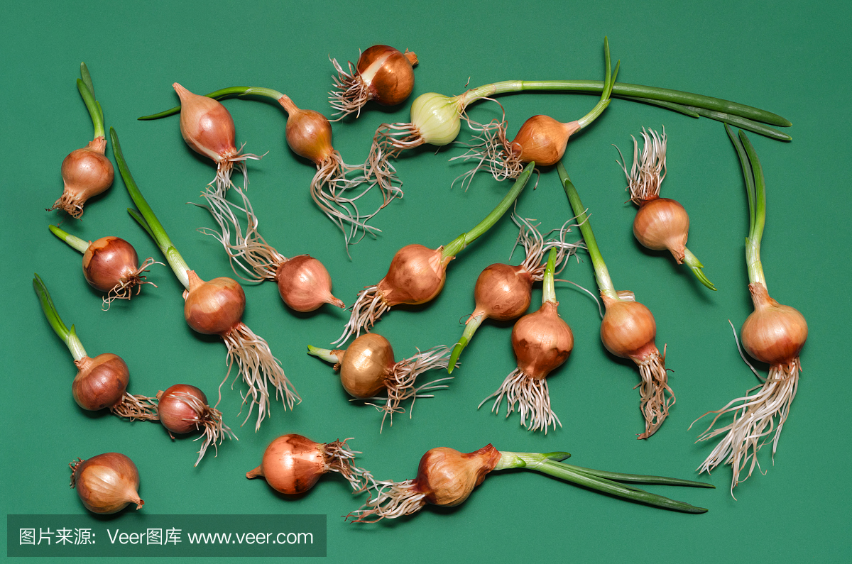 发芽的洋葱种植作物在绿色的背景
