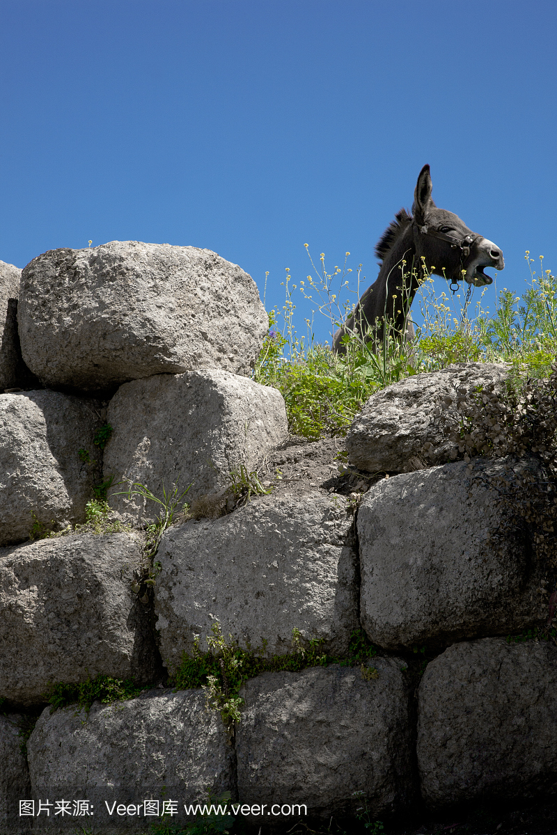 嘶叫,驴叫声,叫声,驴子