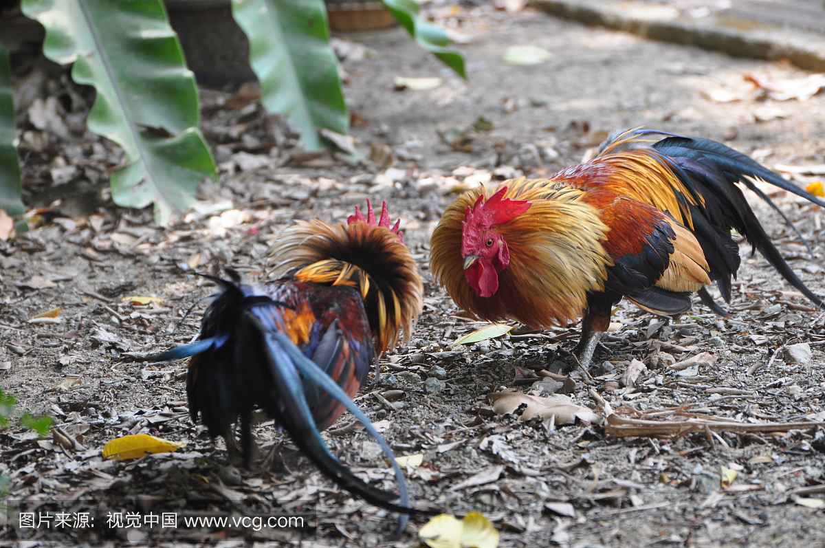 打斗,打架,打仗,揍架