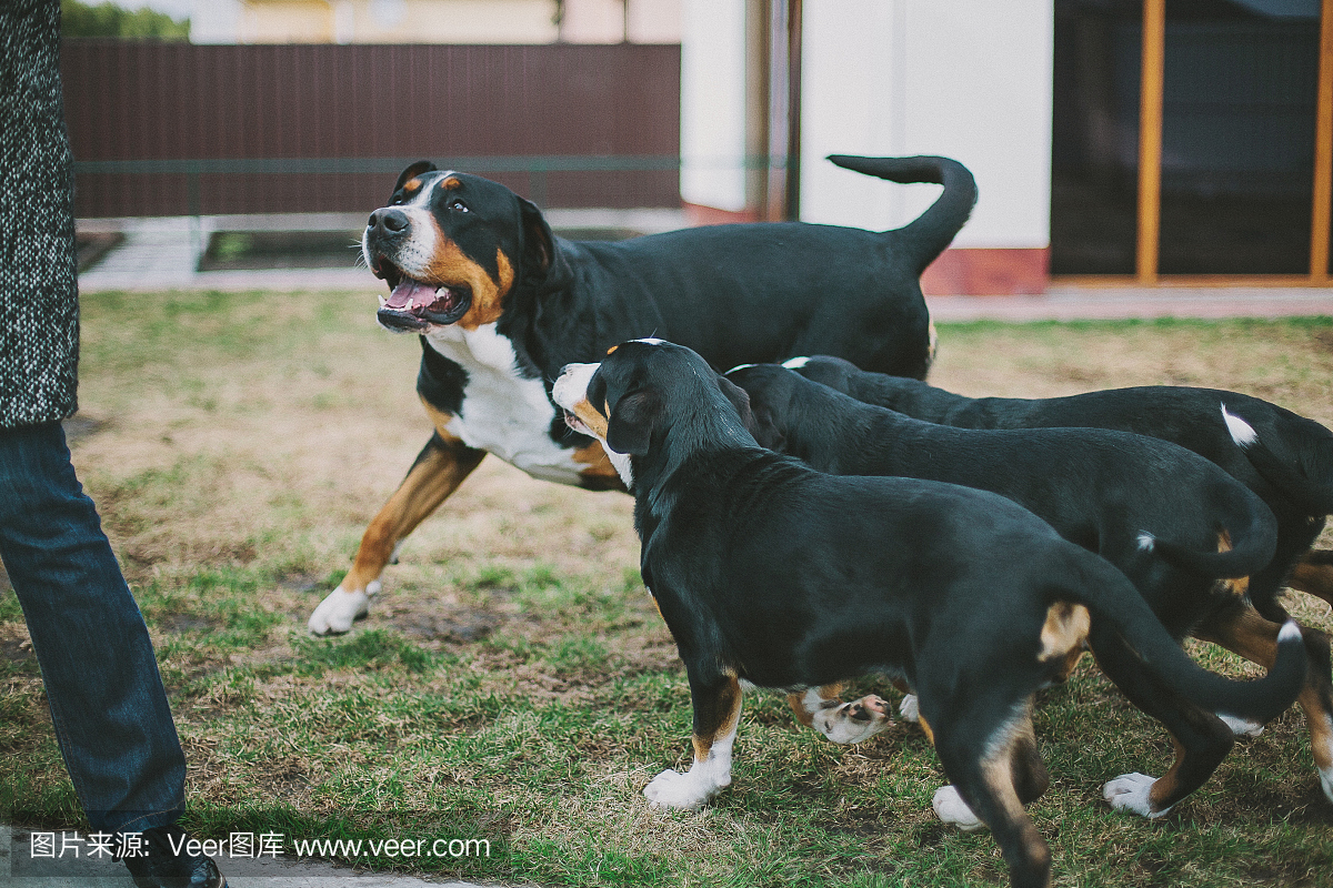 大山羊瑞士狗小狗一个成年人在室外玩