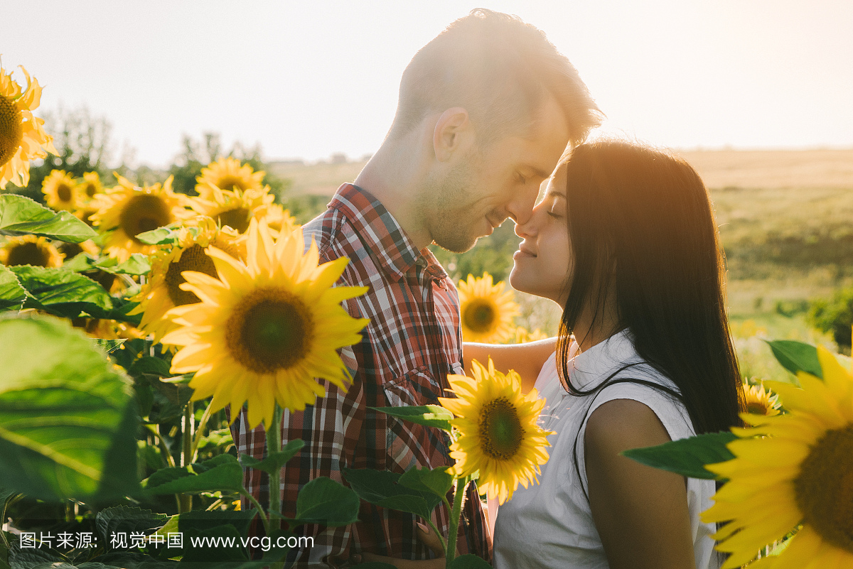 夫妇在日落时分在接吻在向日葵领域