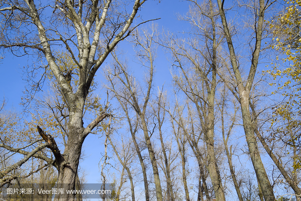 悄悄接近猎物,潜行猎,天空,枝繁叶茂