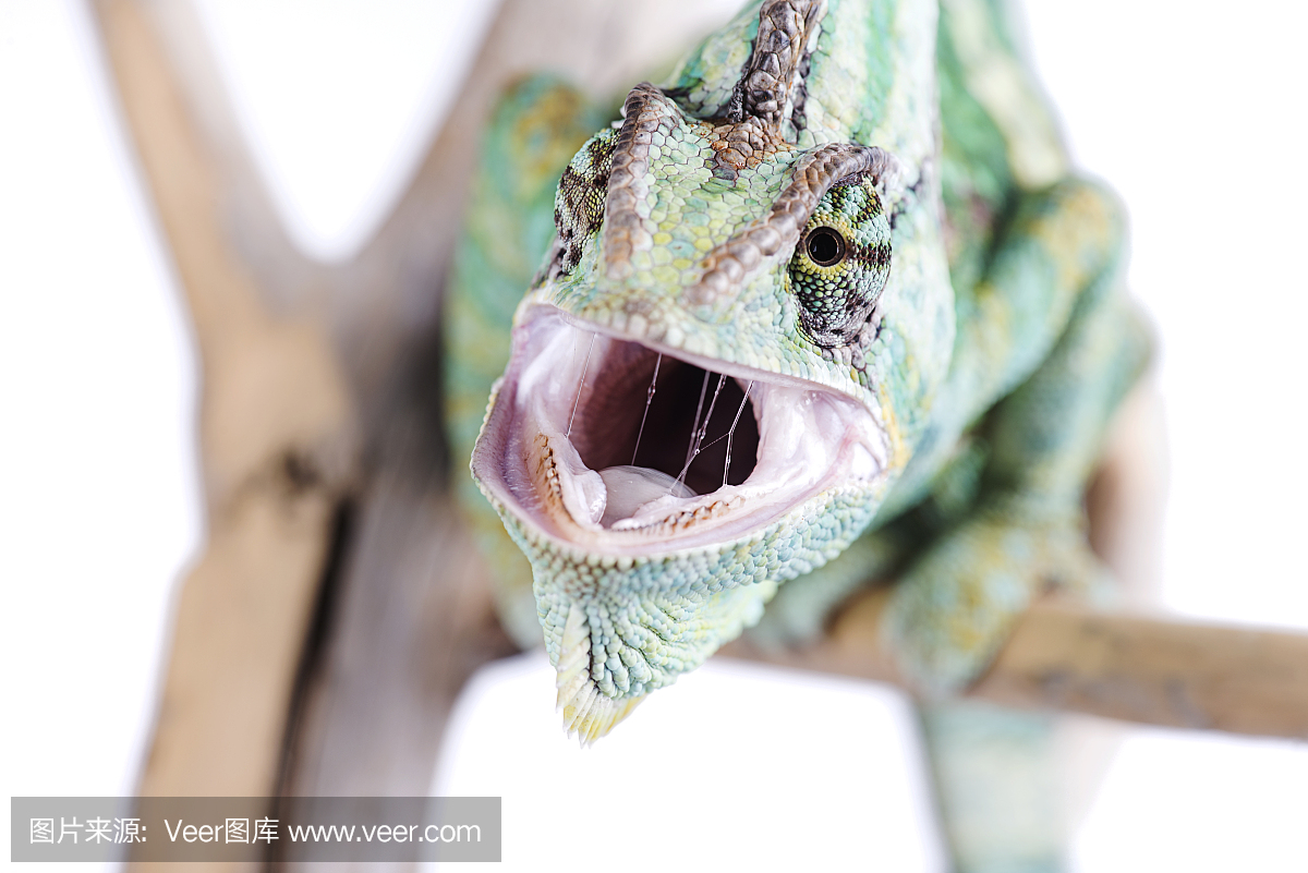 声囊,共鸣囊,面罩变色龙,蒙面变色龙