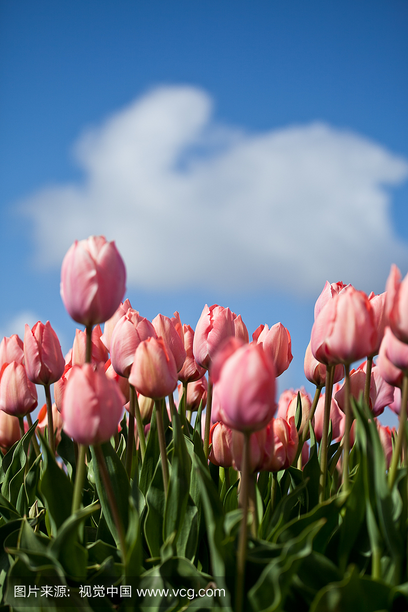 ng in the Netherlands, pink tulips field with blue 