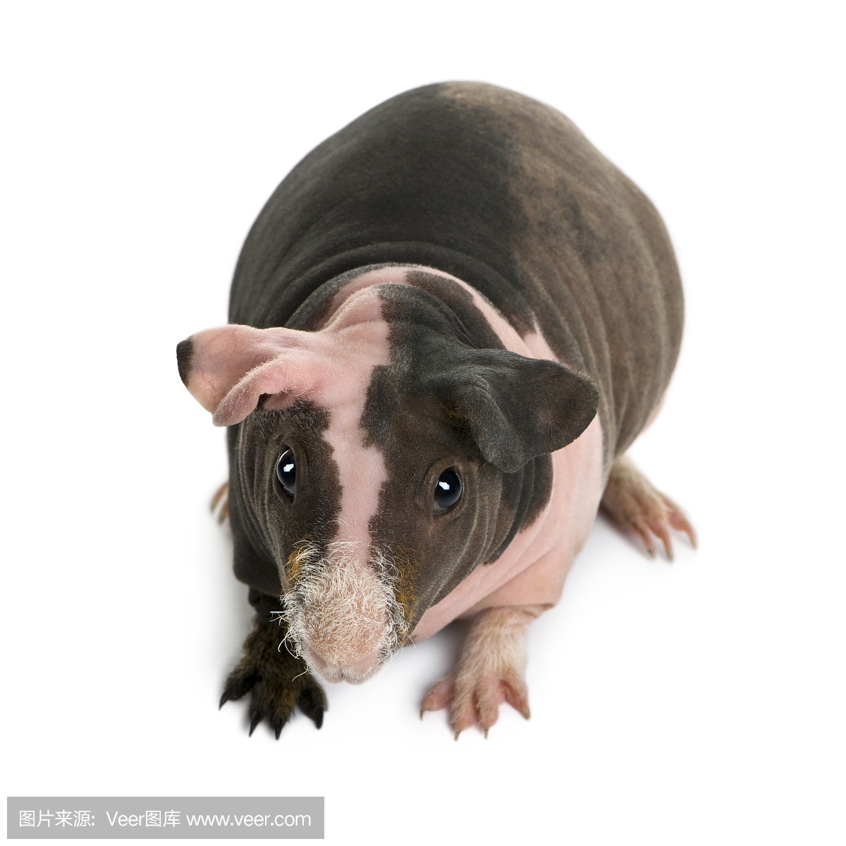 豚鼠,天竺鼠,荷兰猪,动物无毛的表皮