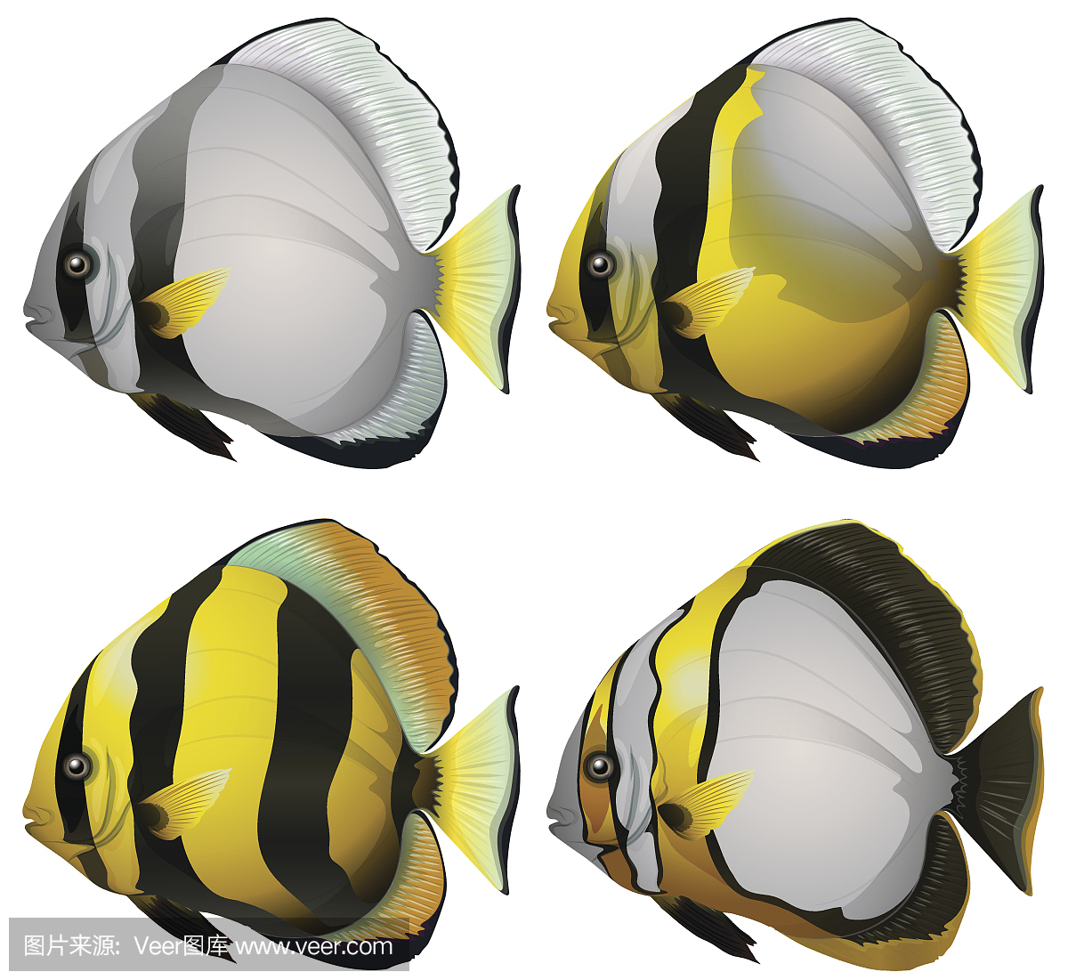 七鳃鳗,八目鳗,绘画插图,动物学