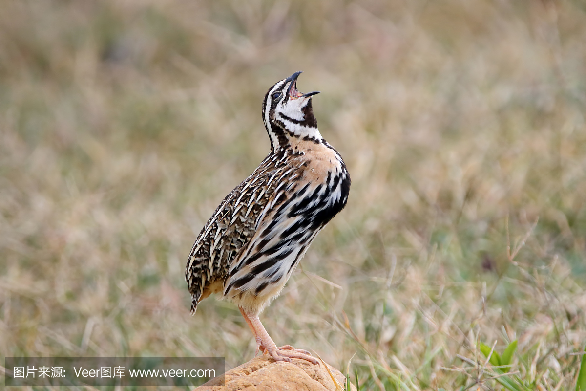 鹌鹑,鹑,北美鹑,观鸟