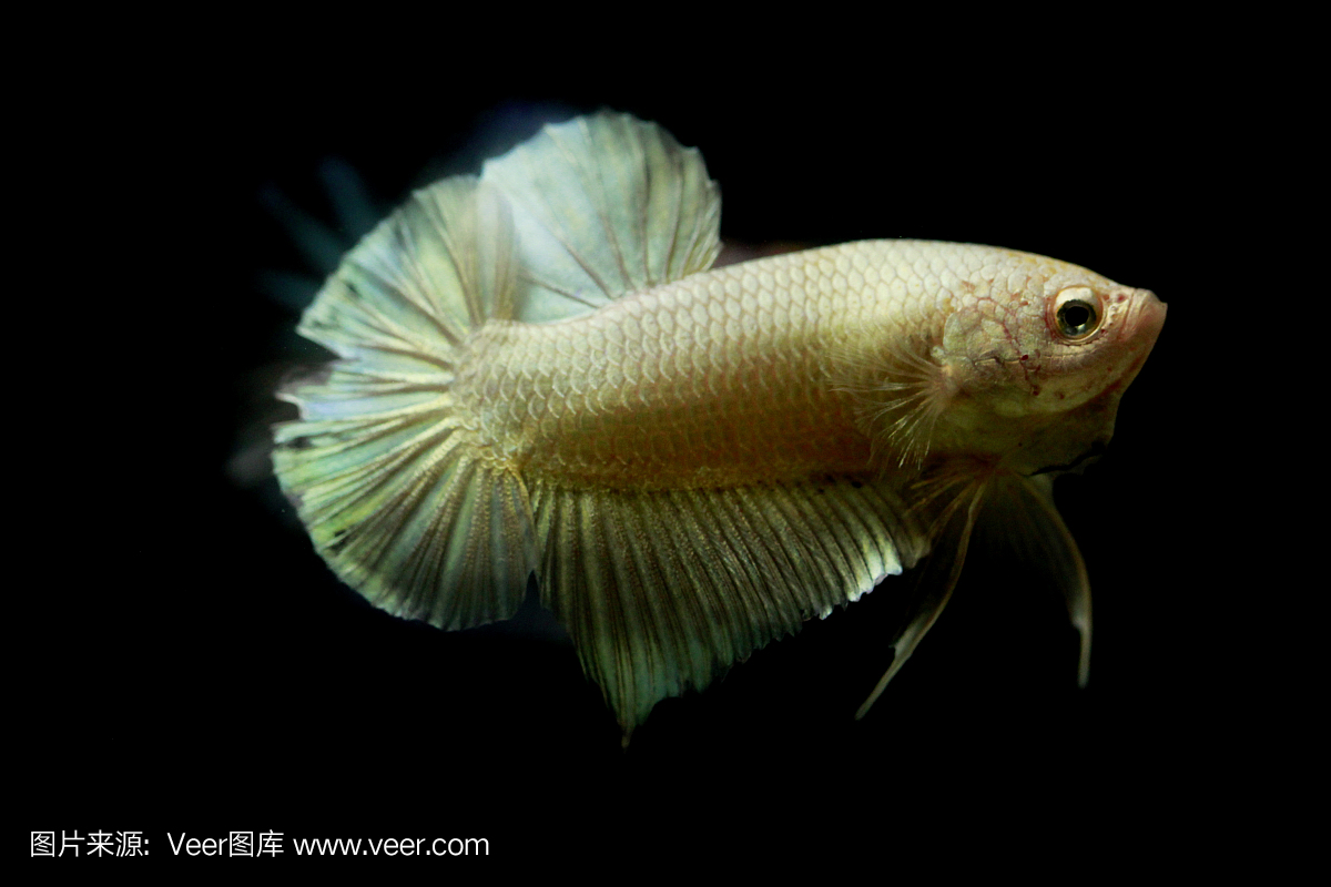 金色暹罗斗鱼或金色斗鱼