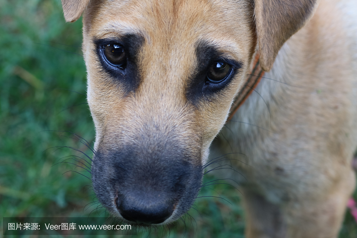 纯血猎犬,侦探犬,一种猎犬,大侦探犬