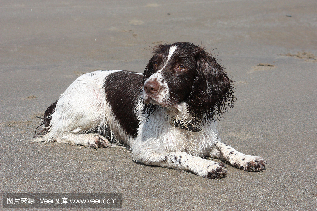工作类型英文春天的西班牙猎犬躺在沙滩上